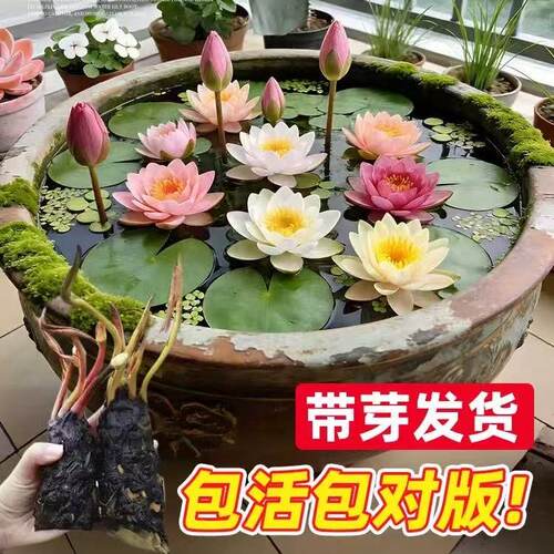 睡莲水培植物带花苞水池塘鱼缸水养花卉盆栽荷花藕种大号莲花根块