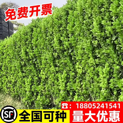 冬青树苗北海道黄杨丛生庭