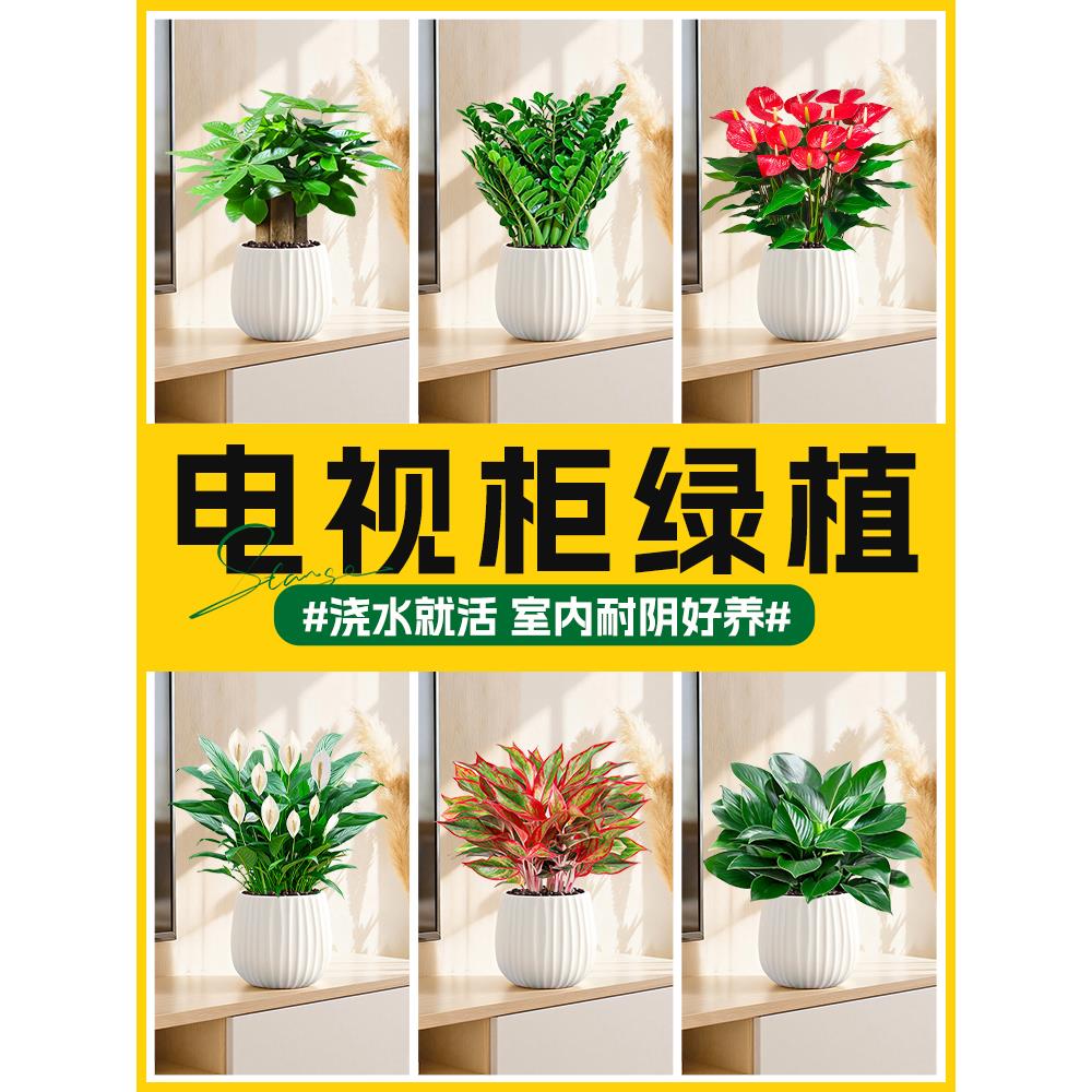 电视柜绿植发财树金钱树白掌红掌盆栽室内客厅植物花卉好养活招财