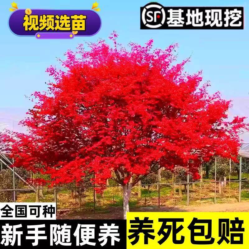 红枫树苗日本红舞姬美国红枫庭院道路绿化室外四季种植中国红盆栽
