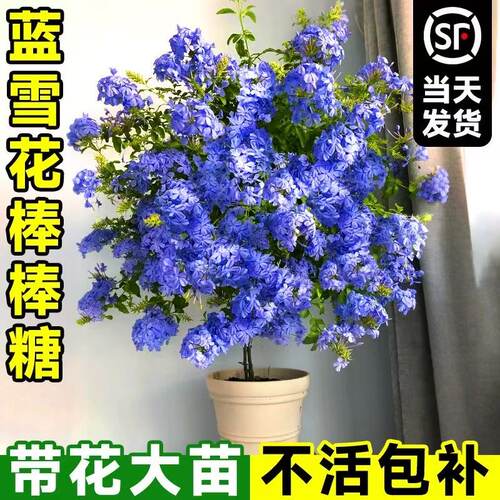 棒棒糖蓝雪花盆栽带花苞大苗阳台花卉绿植物四季开花好养独杆老桩