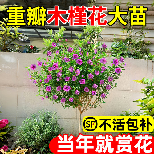 木槿花盆栽重瓣薄荷大树苗