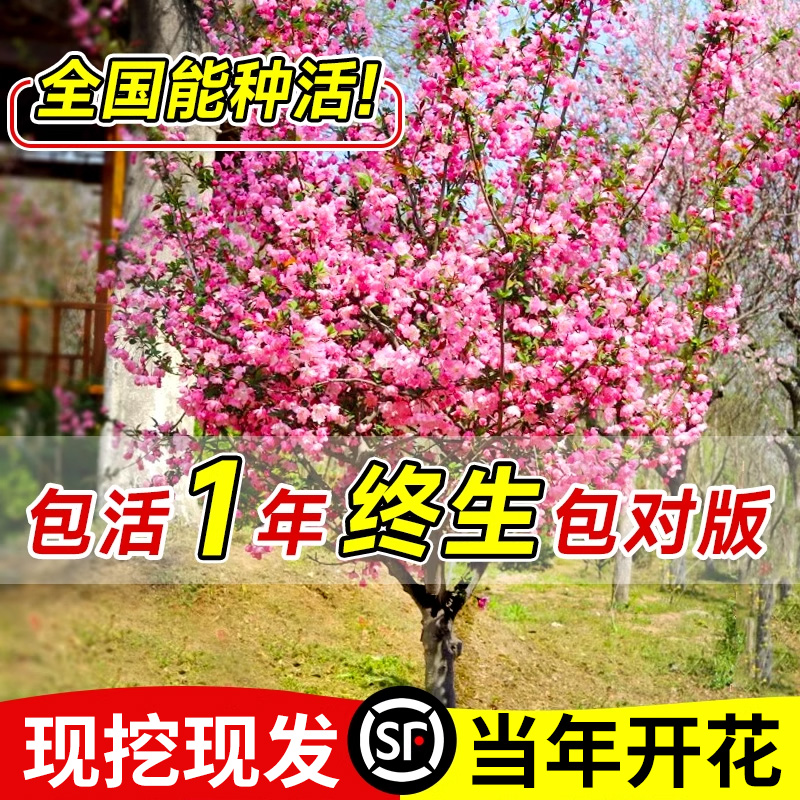 海棠花树苗高杆室外庭院地