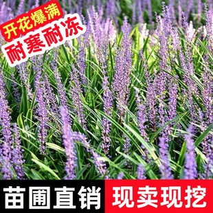 金边四季常青矮麦冬草花坛耐阴阔叶麦冬植物苗沿阶花境搭配麦冬草