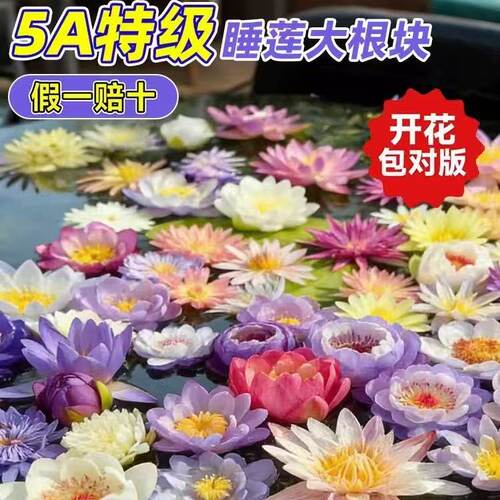 睡莲水培植物四季水养荷花带花苞水莲花盆栽花卉水池塘大睡莲根块