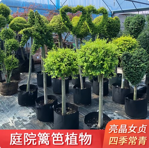 亮晶女贞棒棒糖川滇蜡树小叶亮金造型树老桩花镜植物花园设计搭配