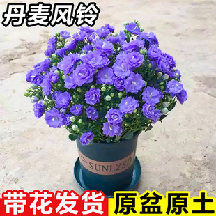 丹麦风铃花盆栽四季开花卉室内阳台重瓣梦露风铃草鲜花紫风铃植物