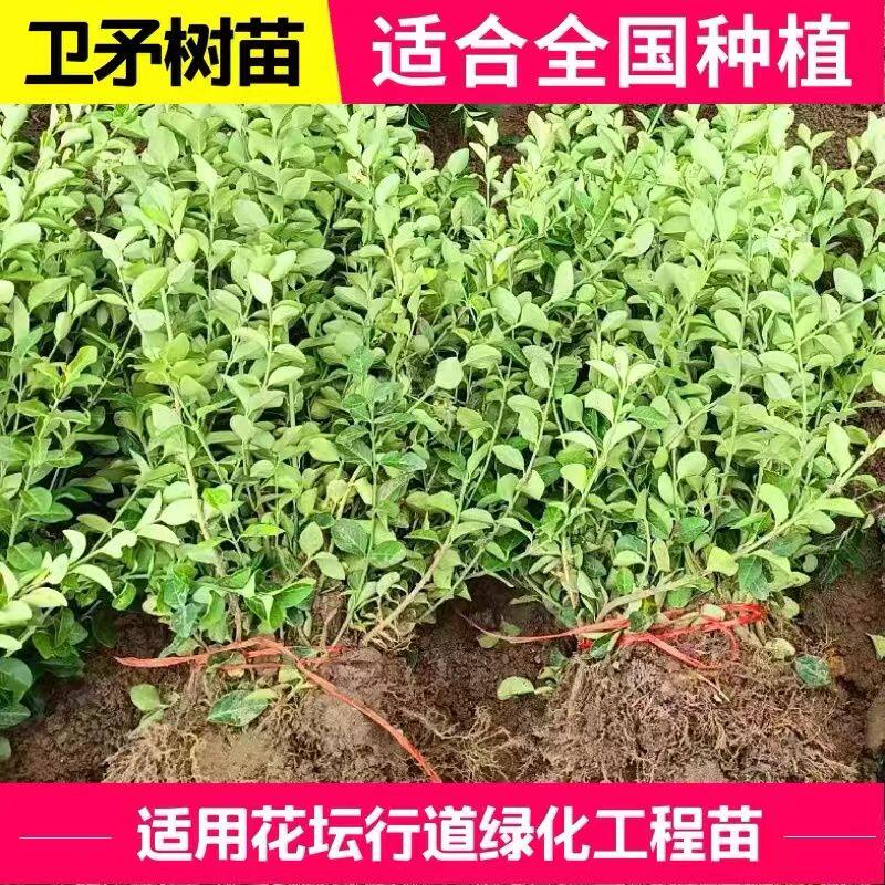 卫矛树苗 庭院绿化篱笆墙耐寒耐热四季常青不落叶工程苗扦插小苗