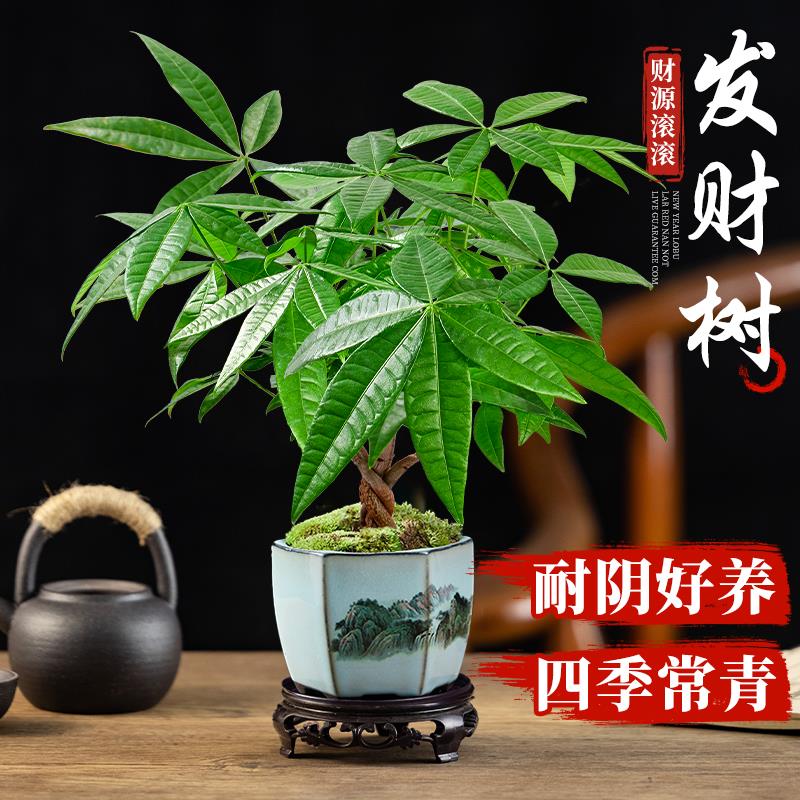发财树小盆栽辫子乔迁新居