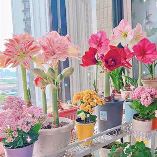 朱顶红荷兰重瓣特大朱顶红进口种球樱桃妮芙舞后阿弗雷百合种球