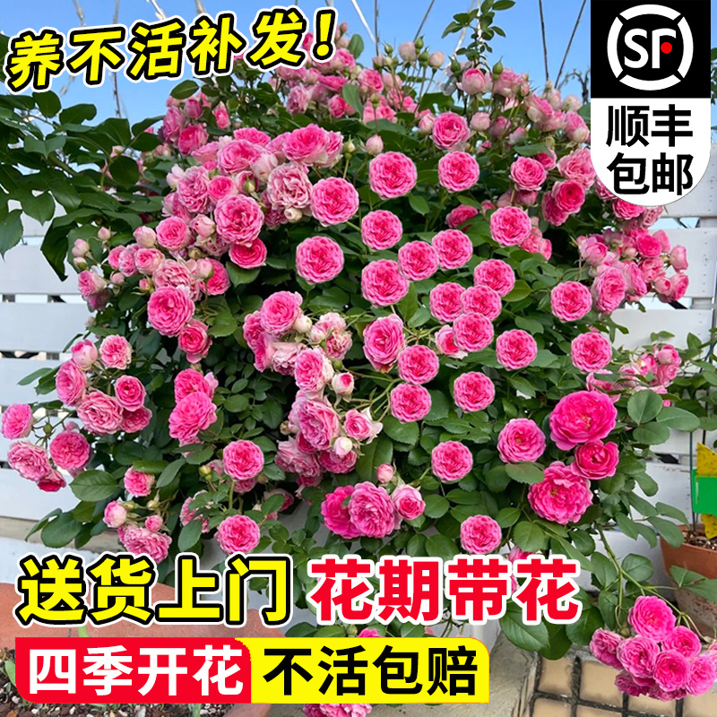 胭脂扣爬藤月季墙微花树苗