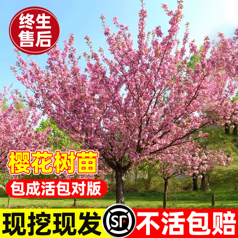 樱花树卉日本大型植物绿化
