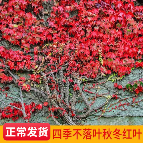 临雅其他攀援花卉阳台庭院无