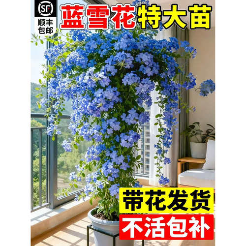 蓝雪花盆栽大苗阳台耐热耐晒易活四季花卉庭院爬藤植物棒棒糖花苗