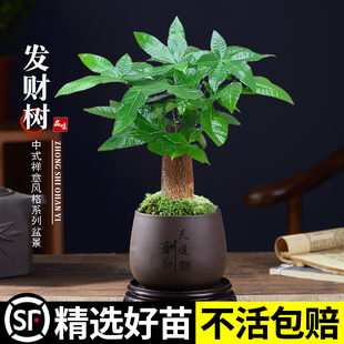 花卉绿植盆景好养易活 发财树小盆栽室内植物水培客厅桌面摆件新款