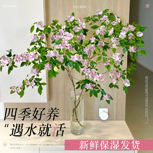 雀舌杜鹃水培植物室内好养高大马醉木吊钟树枝条水养鲜切绿植花卉