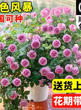 蓝色风暴月季带花大苗紫色适合阳台上养的花卉老桩四季开蔷薇玫瑰