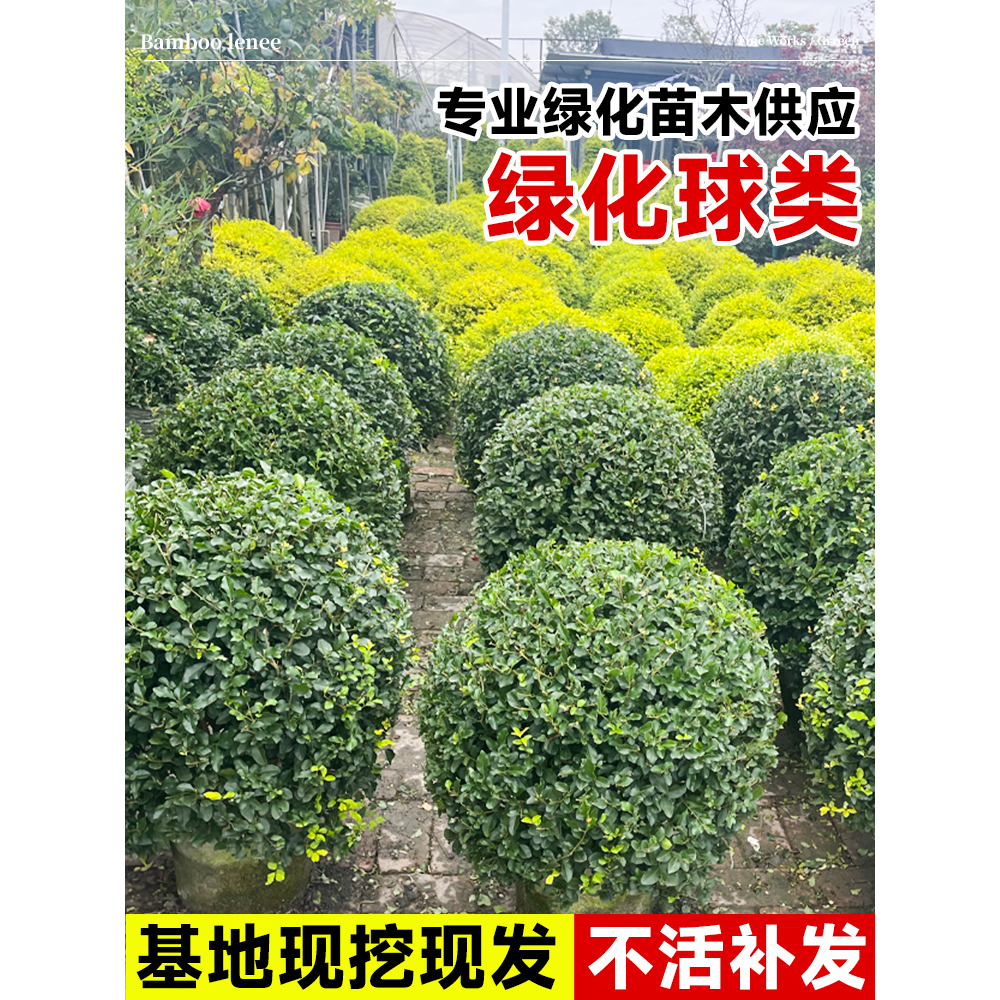 杨树球型绿植石楠茶梅冠状