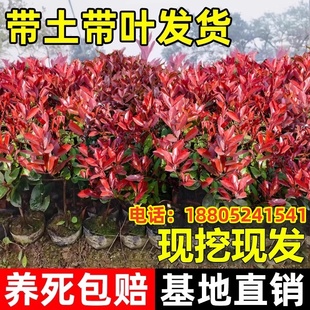 红叶石楠树苗室外四季常青植物庭院花园篱笆园林绿化苗木花卉绿植