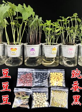 绿豆蚕豌红黄芸水培种子盆
