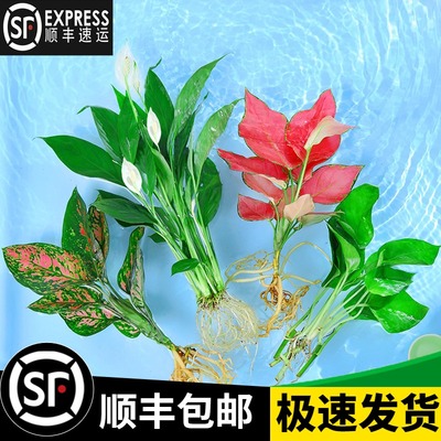 水培植物吉利红室内花卉盆栽绿