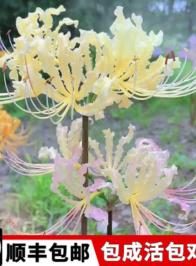 彼岸花种球大曼珠沙华石蒜室内
