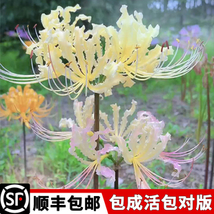 彼岸花种球大球曼珠沙华石蒜花室内室外植物曼陀罗花种子盆栽花卉