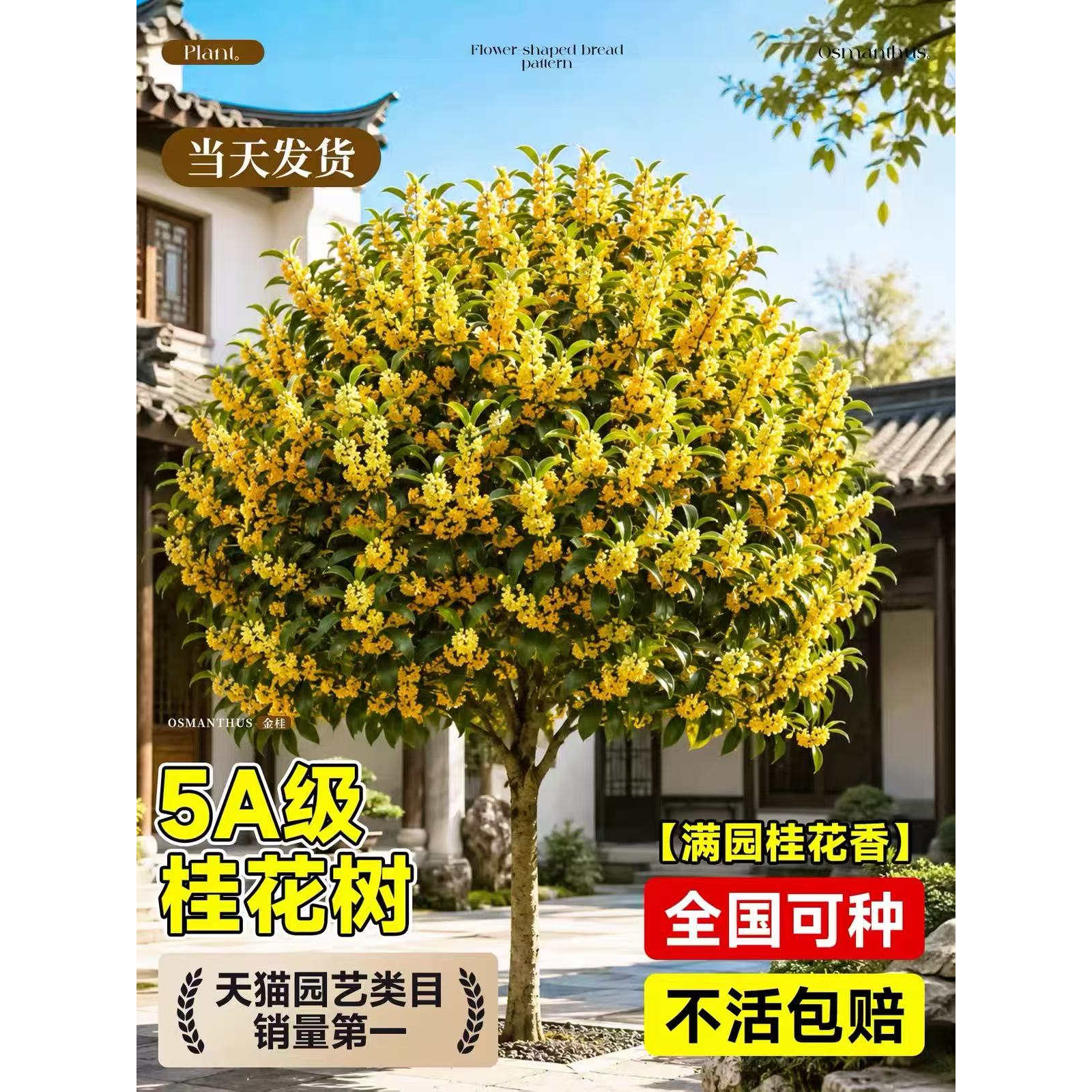正宗桂花树苗庭院地栽花卉盆栽四季桂金桂老桩大树别墅室外四季开图片