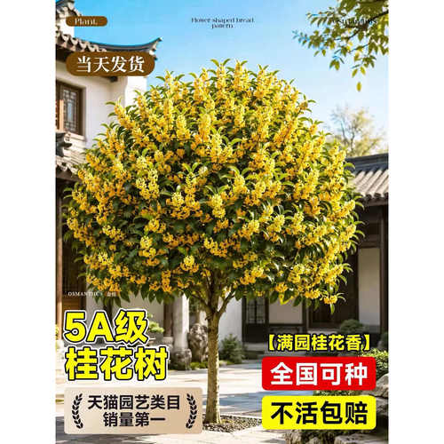 正宗桂花树苗庭院地栽花卉盆栽四季桂金桂老桩大树别墅室外四季开