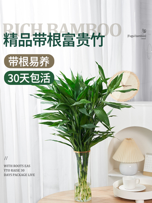 富贵竹水培植物养粗杆发财树