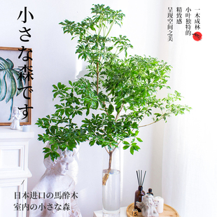 马醉木进口水培日本吊钟植物真树装饰室内客厅水养大型大绿植名贵