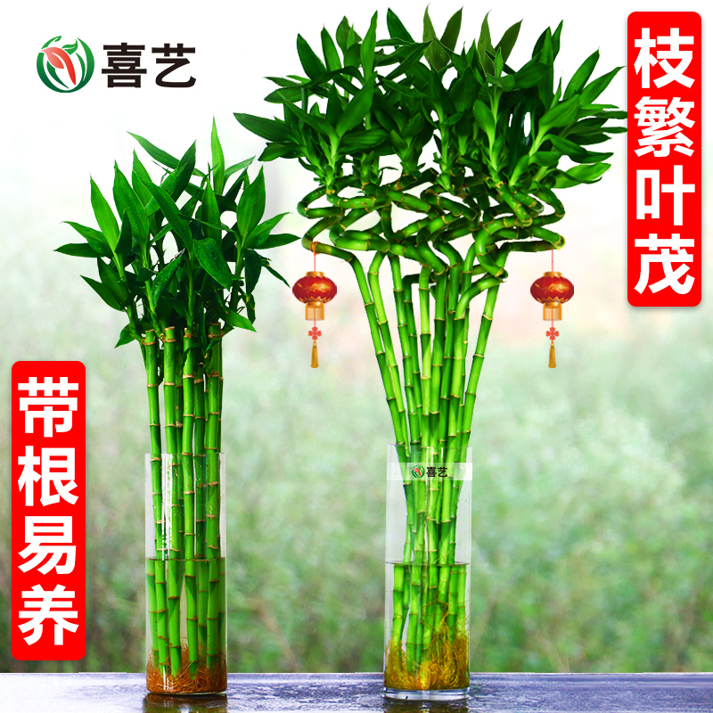 带根转运竹水富贵植物养开