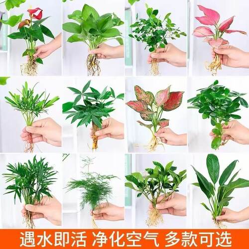 水培植物鱼缸造景绿萝吉利红红掌发财树如意懒人四季好养绿植桌面