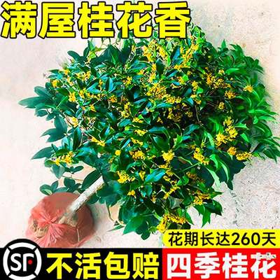 桂花树苗盆栽庭院室内植物金