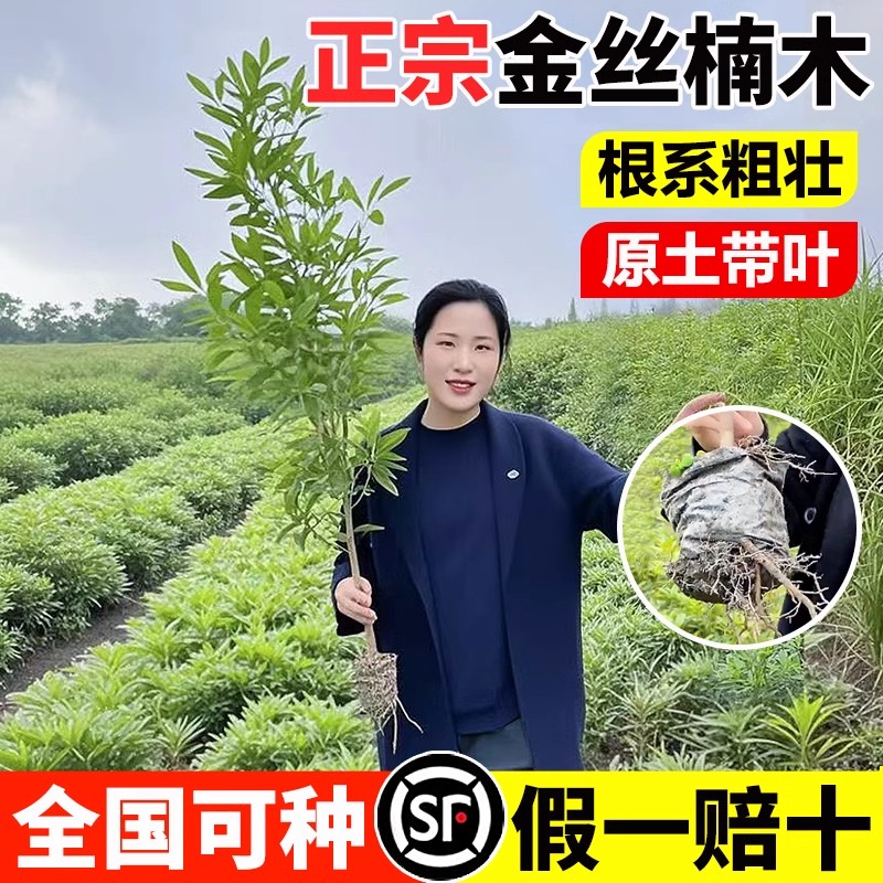 金丝楠木树苗正宗十大庭院