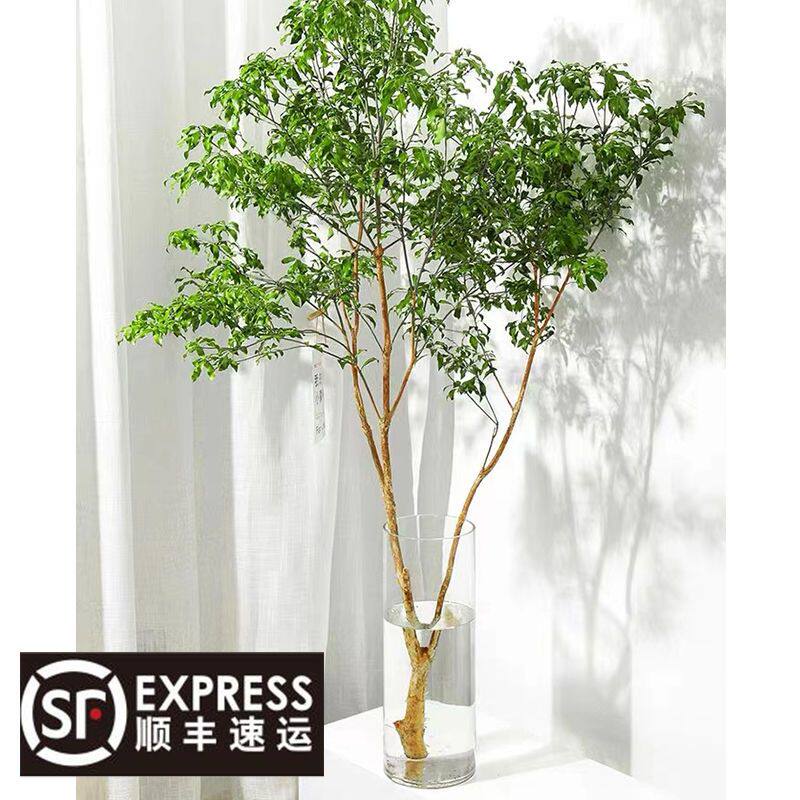马醉木水培植物室内绿植鲜切枝条盆栽吊钟客厅水养小树苗日本吊钟