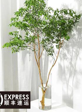 马醉木水培植物室内绿鲜切