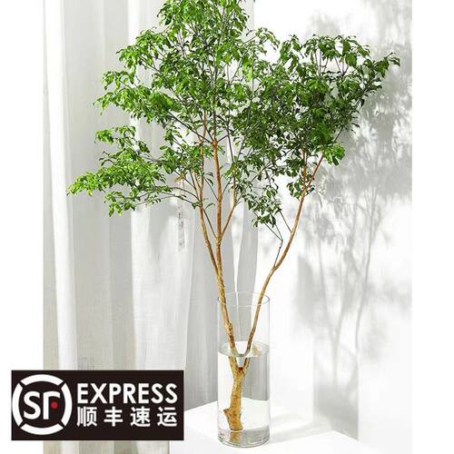 马醉木水培植物室内绿鲜切