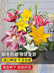 开花 香水百合花种球盆栽花卉植物室内花种子好养活郁金香种籽四季