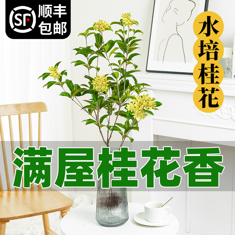 水培四季桂花中式吊钟绿植鲜切花水养花卉室内浓香型树苗盆栽植物