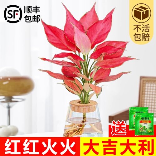 吉利红水培如意皇后室内盆