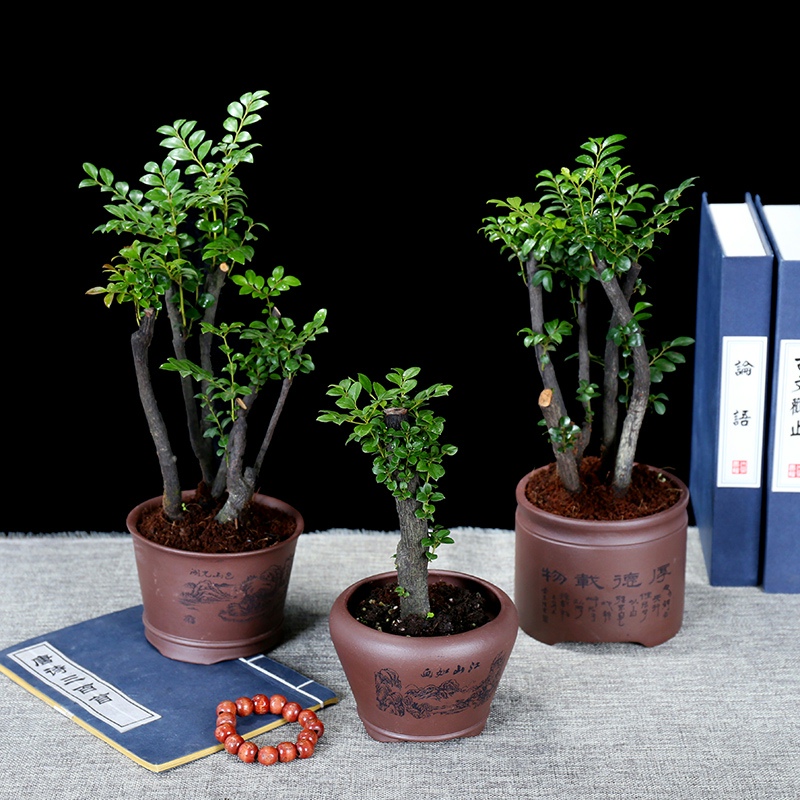 小叶紫檀盆景苗正宗清香胡椒木室内驱蚊盆栽植物好养花卉四季常青