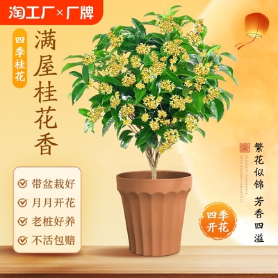 四季桂盆栽花树苗可食用月