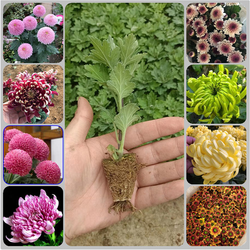 康果圆菊花草本阳台庭院四季