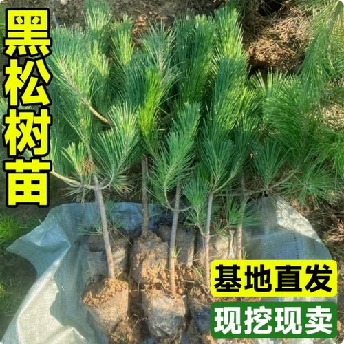 黑松苗松树树苗庭院道路园林盆栽优质松树苗小苗绿化树苗四季常青