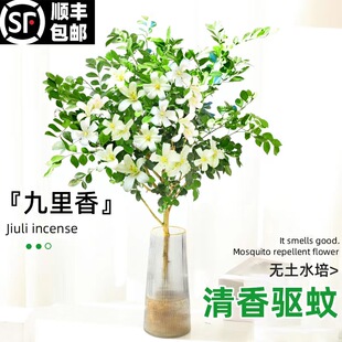 九里香水培绿植盆栽四季开花卉客厅室内驱蚊植物桌面七里香千里眼