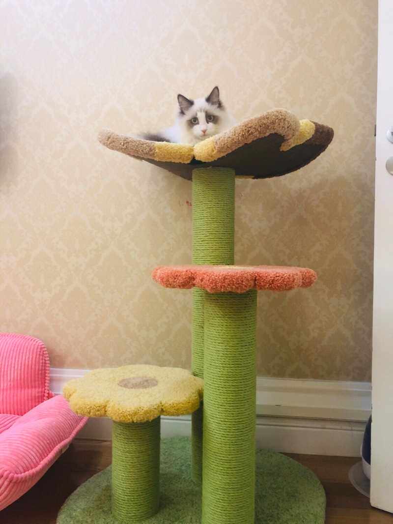新品新款蝴蝶猫爬架猫城堡猫树耐抓毛绒猫窝小爬架花朵丛猫