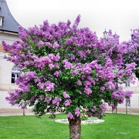 丁香花树苗盆栽浓香型四季开花紫丁香花苗花卉室内庭院北方种植物