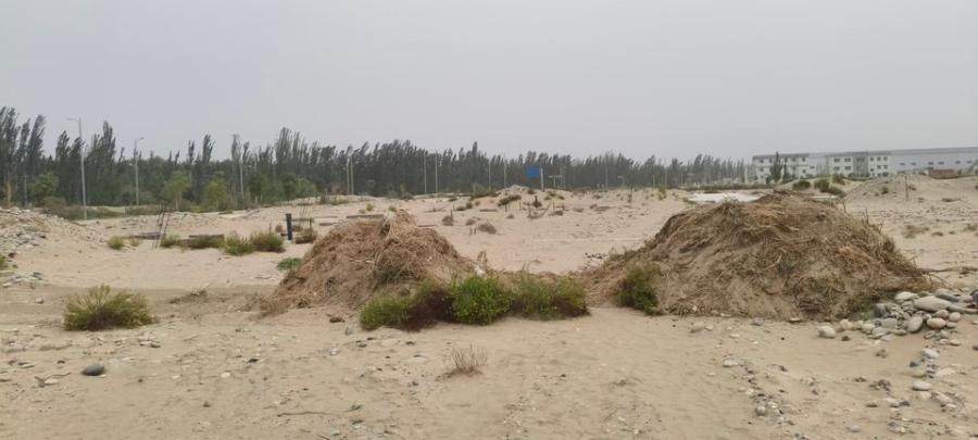 疆味园名下28400株西梅树