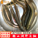 微山湖原生态新鲜活体野泥鳅净膛黄泥鳅地龙板鳅鲜活现杀新鲜到家
